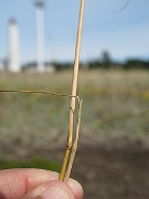 IMG_0559