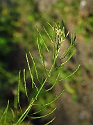 IMG_1669