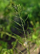 IMG_1672