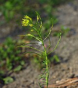 IMG_1675
