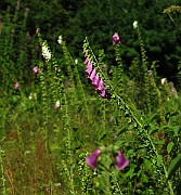 IMG_1463
