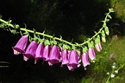 IMG_1464