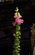 IMG_1472