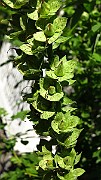 IMG_1473
