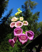 IMG_1474