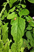 IMG_1477