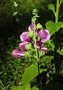 IMG_1481