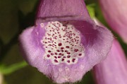 IMG_1503