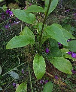 IMG_1505