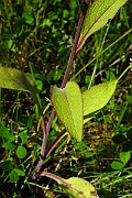 IMG_2531