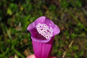 IMG_2533