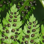 IMG_2356b