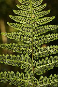 IMG_3738