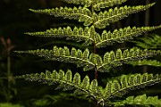 IMG_3742