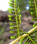 IMG_3668