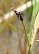 IMG_6696