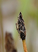 IMG_6698b