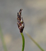 IMG_6723