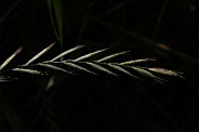 IMG_1181