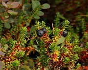 IMG_1394
