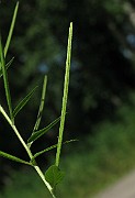 IMG_2079