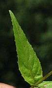 IMG_2082