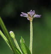 IMG_2083