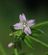 IMG_2087