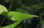 IMG_2089