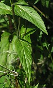 IMG_7650