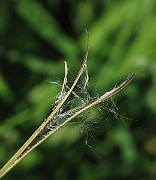 IMG_7654