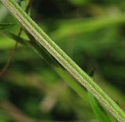 IMG_7750b
