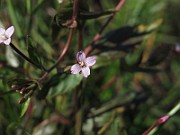 IMG_9988
