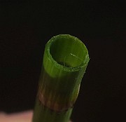 IMG_0021
