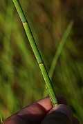 IMG_1388