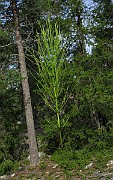 IMG_5431