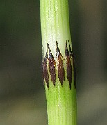 IMG_5433