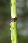 IMG_5434