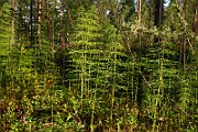 IMG_1531