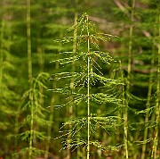 IMG_1534