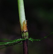 IMG_2509