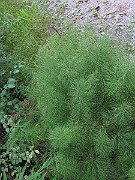 IMG_2597