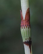 IMG_2601
