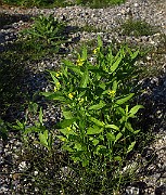 IMG_1668