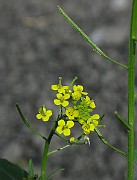 IMG_6125