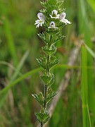 IMG_3922