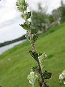 IMG_3959
