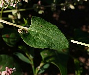 IMG_1742