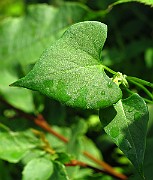 IMG_2889