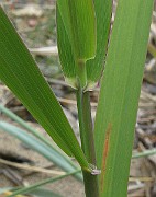 IMG_6747b